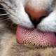 Illustration for article titled This Illusion Starts With Scientists Creepily Stroking Your Tongue